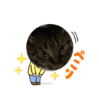 猫のうにスタンプ（個別スタンプ：38）