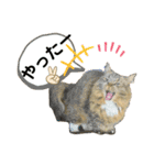 短足マンチカンのクリスタちゃん♀11（個別スタンプ：1）