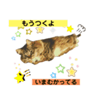 短足マンチカンのクリスタちゃん♀11（個別スタンプ：5）