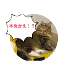 短足マンチカンのクリスタちゃん♀11（個別スタンプ：7）