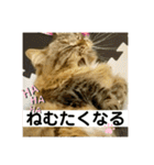 短足マンチカンのクリスタちゃん♀11（個別スタンプ：8）