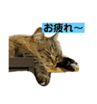 短足マンチカンのクリスタちゃん♀11（個別スタンプ：9）