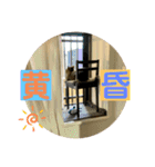 短足マンチカンのクリスタちゃん♀11（個別スタンプ：11）