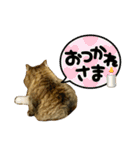 短足マンチカンのクリスタちゃん♀11（個別スタンプ：16）