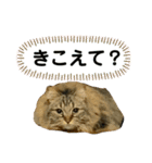 短足マンチカンのクリスタちゃん♀11（個別スタンプ：17）