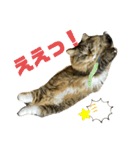 短足マンチカンのクリスタちゃん♀11（個別スタンプ：18）
