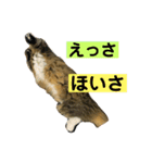 短足マンチカンのクリスタちゃん♀11（個別スタンプ：19）