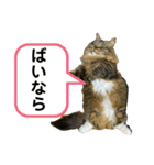 短足マンチカンのクリスタちゃん♀11（個別スタンプ：20）