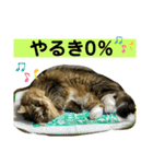 短足マンチカンのクリスタちゃん♀11（個別スタンプ：23）
