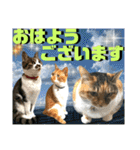 ねねこ♡毎日使えるご挨拶〜⑬実写猫と風景（個別スタンプ：1）