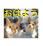 ねねこ♡毎日使えるご挨拶〜⑬実写猫と風景（個別スタンプ：2）