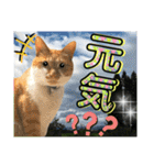ねねこ♡毎日使えるご挨拶〜⑬実写猫と風景（個別スタンプ：3）