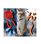 ねねこ♡毎日使えるご挨拶〜⑬実写猫と風景（個別スタンプ：4）