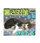 ねねこ♡毎日使えるご挨拶〜⑬実写猫と風景（個別スタンプ：5）