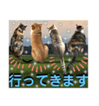 ねねこ♡毎日使えるご挨拶〜⑬実写猫と風景（個別スタンプ：8）