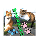 ねねこ♡毎日使えるご挨拶〜⑬実写猫と風景（個別スタンプ：9）