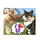 ねねこ♡毎日使えるご挨拶〜⑬実写猫と風景（個別スタンプ：10）