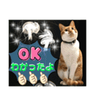ねねこ♡毎日使えるご挨拶〜⑬実写猫と風景（個別スタンプ：11）
