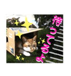 ねねこ♡毎日使えるご挨拶〜⑬実写猫と風景（個別スタンプ：12）