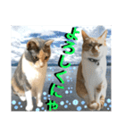 ねねこ♡毎日使えるご挨拶〜⑬実写猫と風景（個別スタンプ：14）