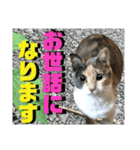 ねねこ♡毎日使えるご挨拶〜⑬実写猫と風景（個別スタンプ：15）