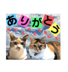 ねねこ♡毎日使えるご挨拶〜⑬実写猫と風景（個別スタンプ：16）