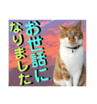 ねねこ♡毎日使えるご挨拶〜⑬実写猫と風景（個別スタンプ：17）