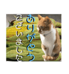 ねねこ♡毎日使えるご挨拶〜⑬実写猫と風景（個別スタンプ：18）