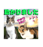 ねねこ♡毎日使えるご挨拶〜⑬実写猫と風景（個別スタンプ：19）