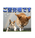 ねねこ♡毎日使えるご挨拶〜⑬実写猫と風景（個別スタンプ：20）