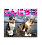ねねこ♡毎日使えるご挨拶〜⑬実写猫と風景（個別スタンプ：21）