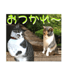 ねねこ♡毎日使えるご挨拶〜⑬実写猫と風景（個別スタンプ：22）