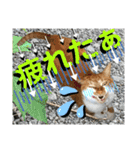 ねねこ♡毎日使えるご挨拶〜⑬実写猫と風景（個別スタンプ：23）