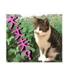 ねねこ♡毎日使えるご挨拶〜⑬実写猫と風景（個別スタンプ：24）