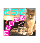ねねこ♡毎日使えるご挨拶〜⑬実写猫と風景（個別スタンプ：25）