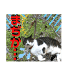 ねねこ♡毎日使えるご挨拶〜⑬実写猫と風景（個別スタンプ：26）