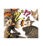ねねこ♡毎日使えるご挨拶〜⑬実写猫と風景（個別スタンプ：27）