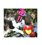 ねねこ♡毎日使えるご挨拶〜⑬実写猫と風景（個別スタンプ：28）