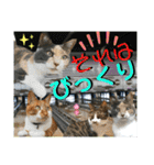 ねねこ♡毎日使えるご挨拶〜⑬実写猫と風景（個別スタンプ：29）