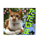 ねねこ♡毎日使えるご挨拶〜⑬実写猫と風景（個別スタンプ：30）