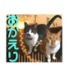 ねねこ♡毎日使えるご挨拶〜⑬実写猫と風景（個別スタンプ：31）
