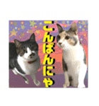 ねねこ♡毎日使えるご挨拶〜⑬実写猫と風景（個別スタンプ：32）