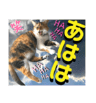 ねねこ♡毎日使えるご挨拶〜⑬実写猫と風景（個別スタンプ：33）