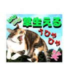 ねねこ♡毎日使えるご挨拶〜⑬実写猫と風景（個別スタンプ：34）