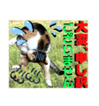 ねねこ♡毎日使えるご挨拶〜⑬実写猫と風景（個別スタンプ：35）