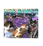 ねねこ♡毎日使えるご挨拶〜⑬実写猫と風景（個別スタンプ：36）
