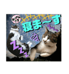 ねねこ♡毎日使えるご挨拶〜⑬実写猫と風景（個別スタンプ：38）