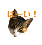 ごえもん日和 13（個別スタンプ：6）
