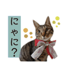 コムギ日記のフォロワー様スタンプ⑤（個別スタンプ：3）