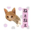 コムギ日記のフォロワー様スタンプ⑤（個別スタンプ：24）